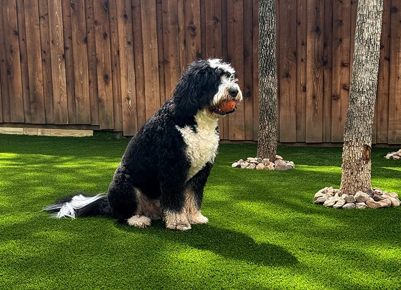 Dog-friendly pet turf installation with antimicrobial drainage system, DFW — EcoTurf Design & Build